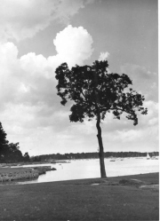 Roth_ManorPark_llrw268