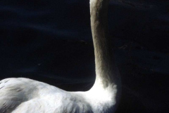 HHYC_Openings_024