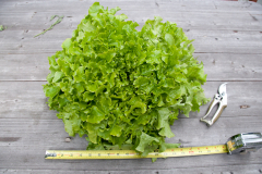 LG_2010_lettuce